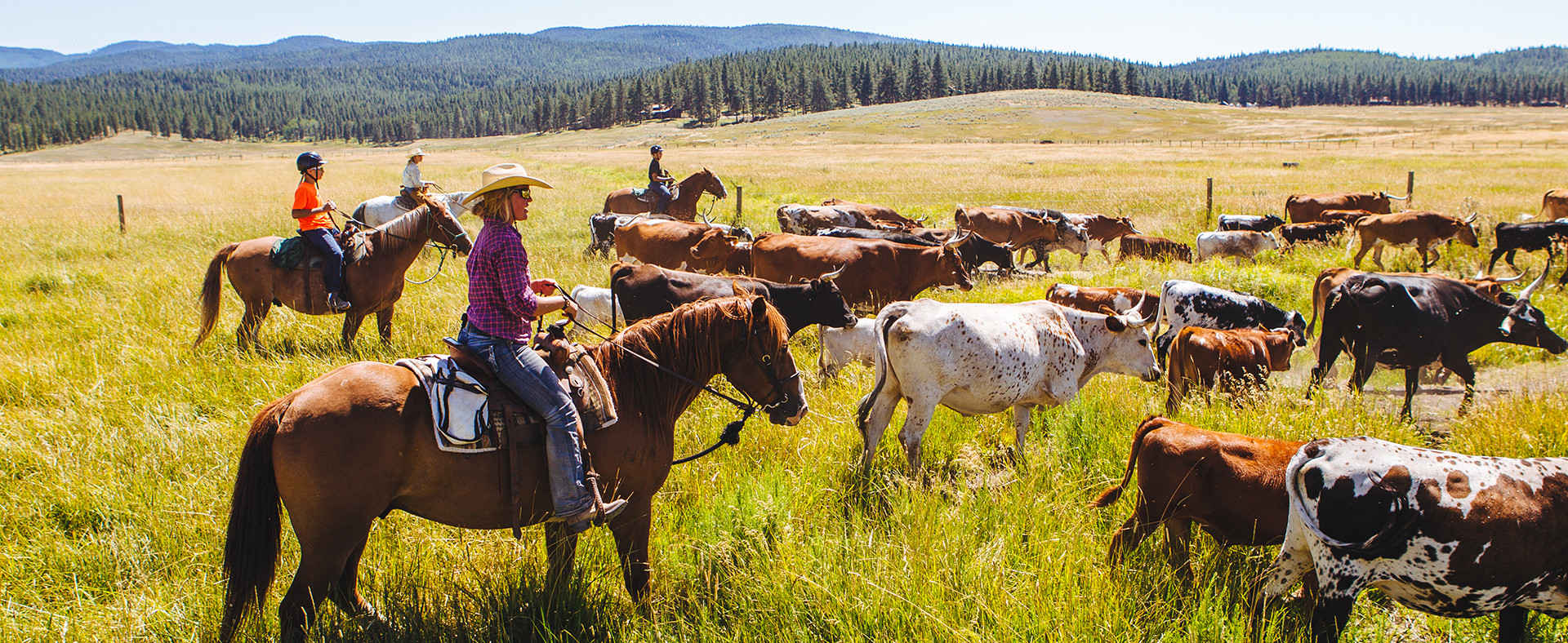 cattle ranching